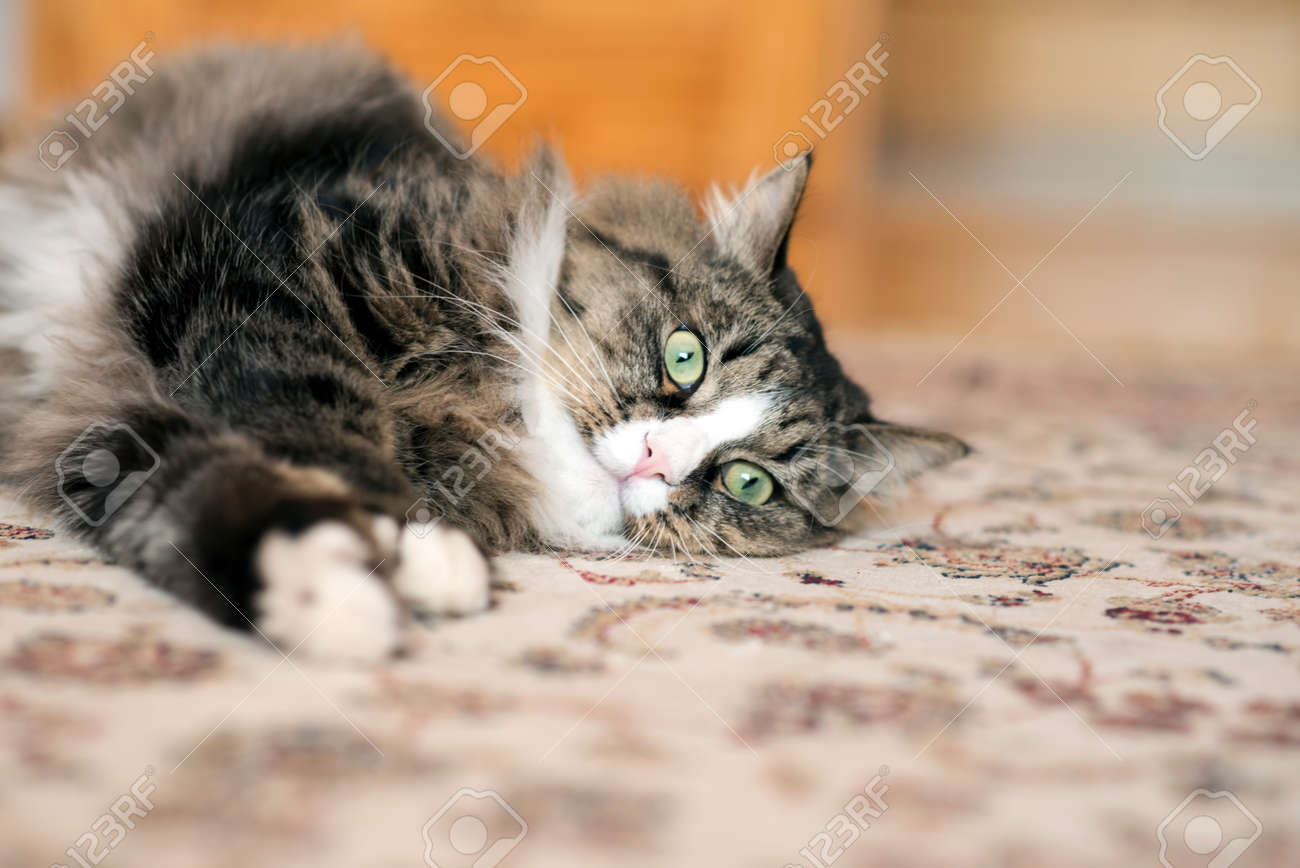 猫は 床にあります カーペットの上で横になっている猫 猫がカーペットの上で休んでいます 猫が床で休みます 床にリラックスした猫 猫カーペットにリラックス の写真素材 画像素材 Image