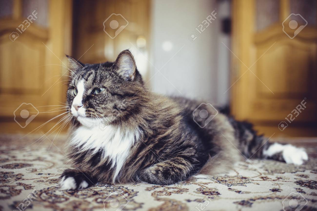 etiam-dictum-ipsum-a-felis