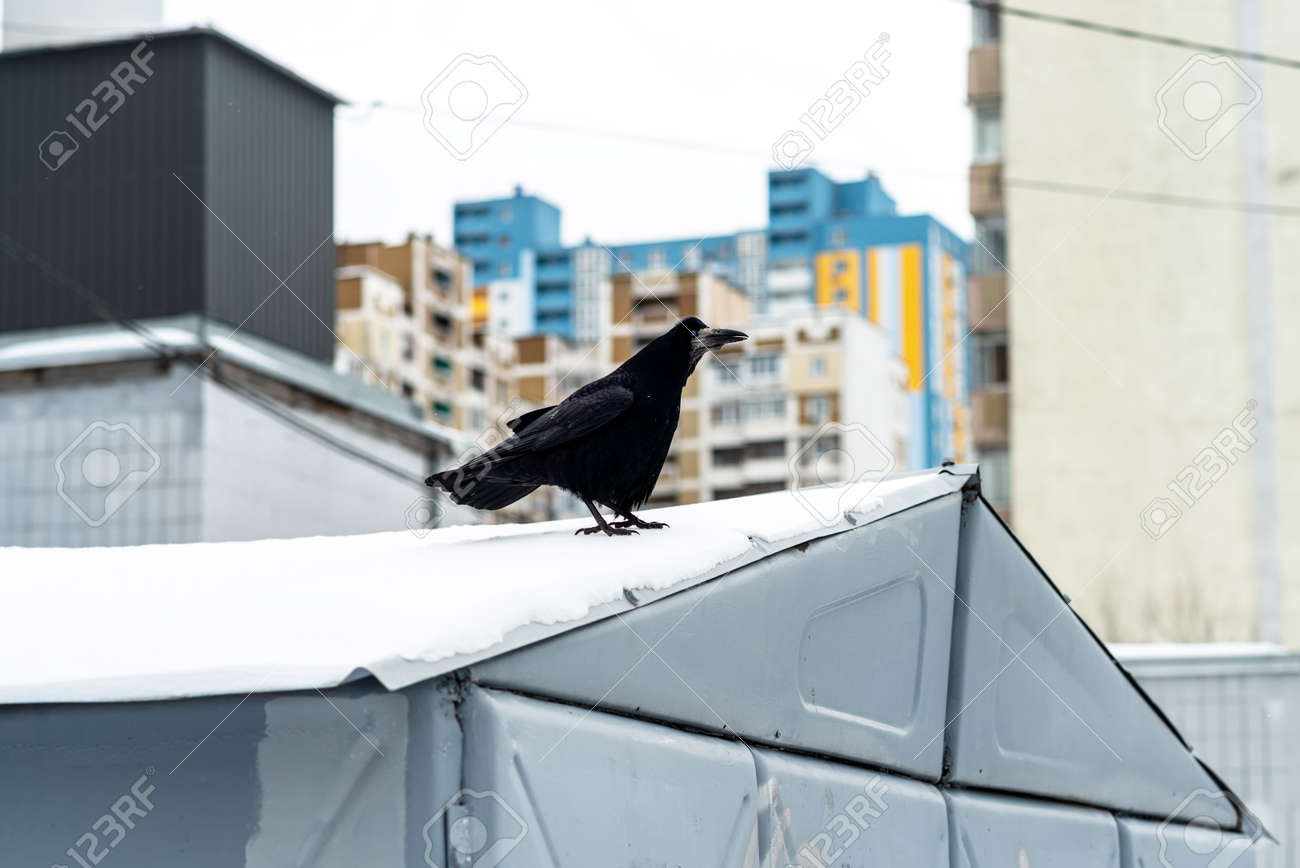 Crow sitting on the roof in winter - 163754273 Crow sitting on the roof in winter - 163754273