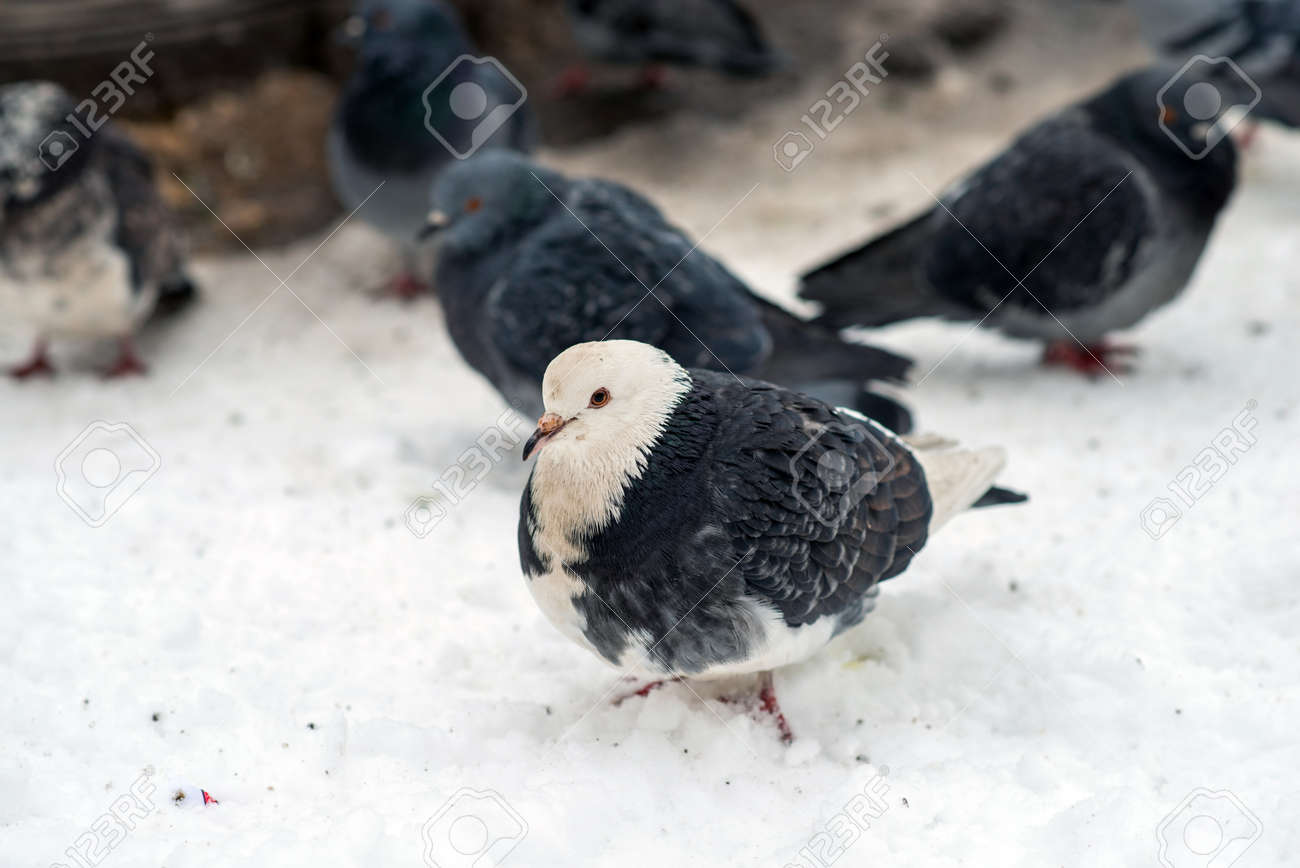 Wild pigeon close up portrait with blurred background - 163754735 Wild pigeon close up portrait with blurred background - 163754735