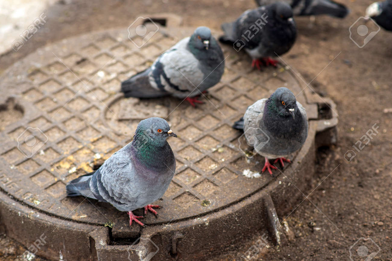 A gray wild pigeon warms up on a manhole in winter close-up. - 163754498 A gray wild pigeon warms up on a manhole in winter close-up. - 163754498