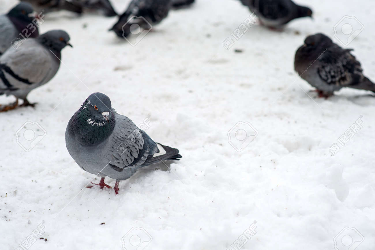 Pigeons sits on white snow in winter - 163918065 Pigeons sits on white snow in winter - 163918065