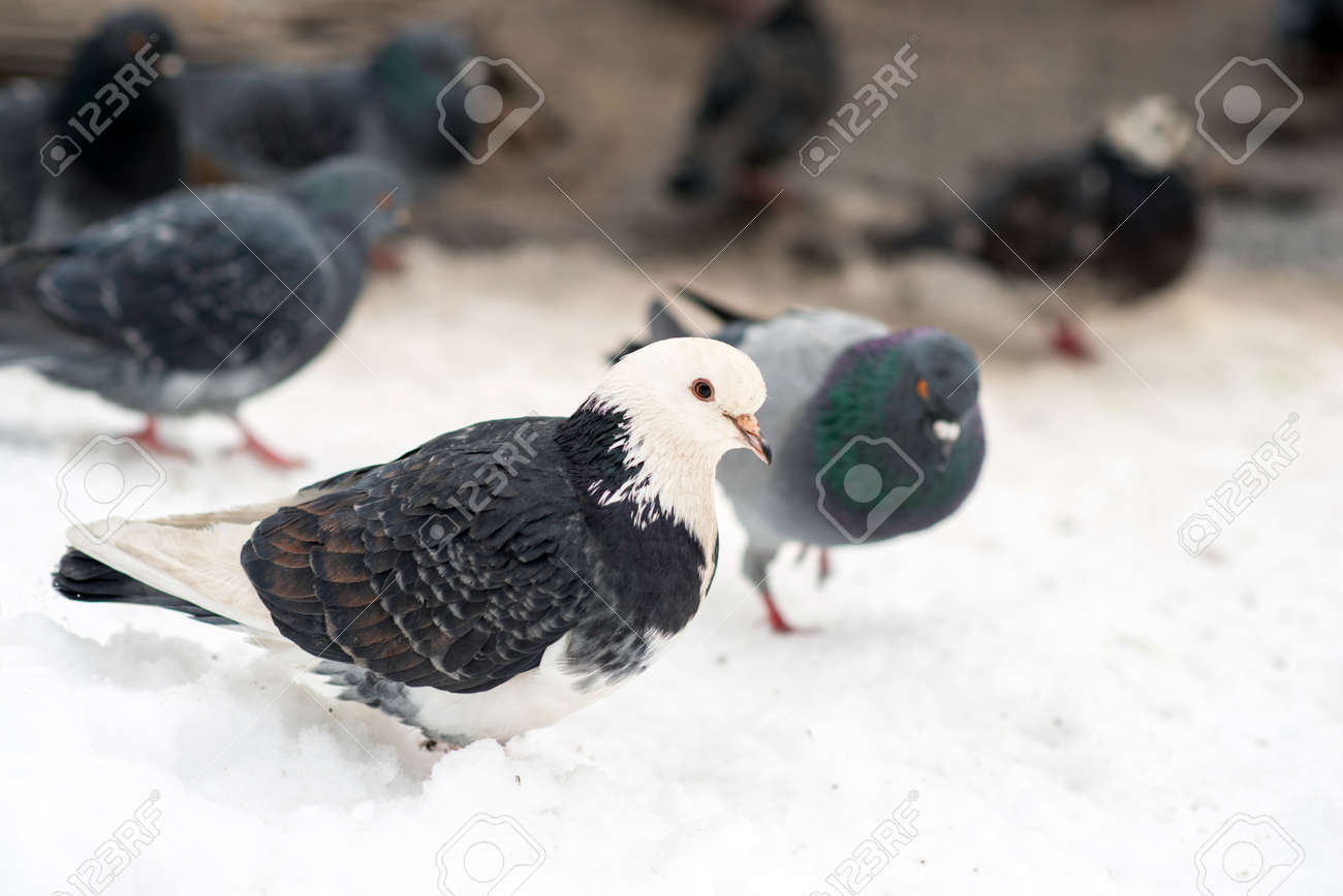 A flock of pigeons on snow, which is cold. - 163917713 A flock of pigeons on snow, which is cold. - 163917713