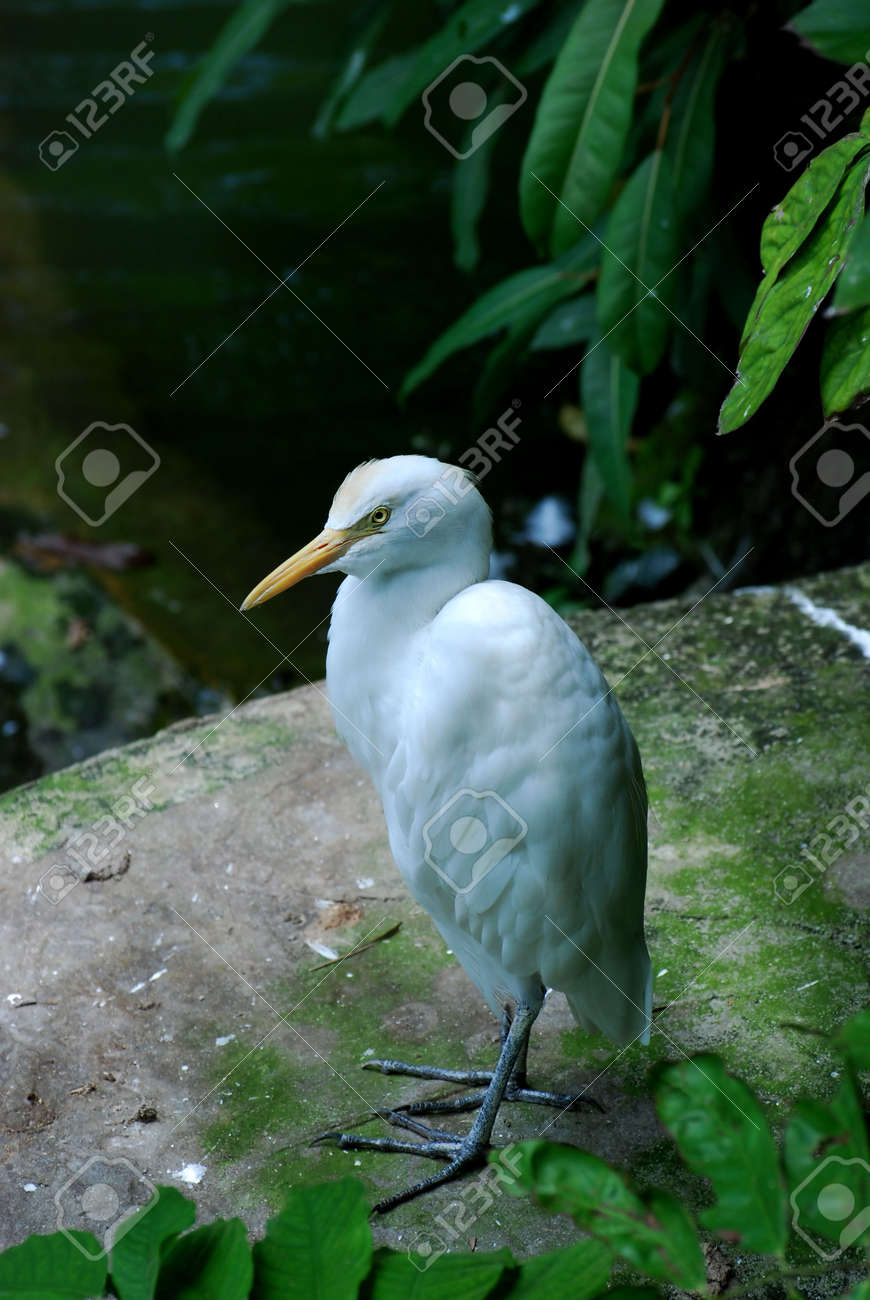 etiam-dictum-ipsum-a-felis