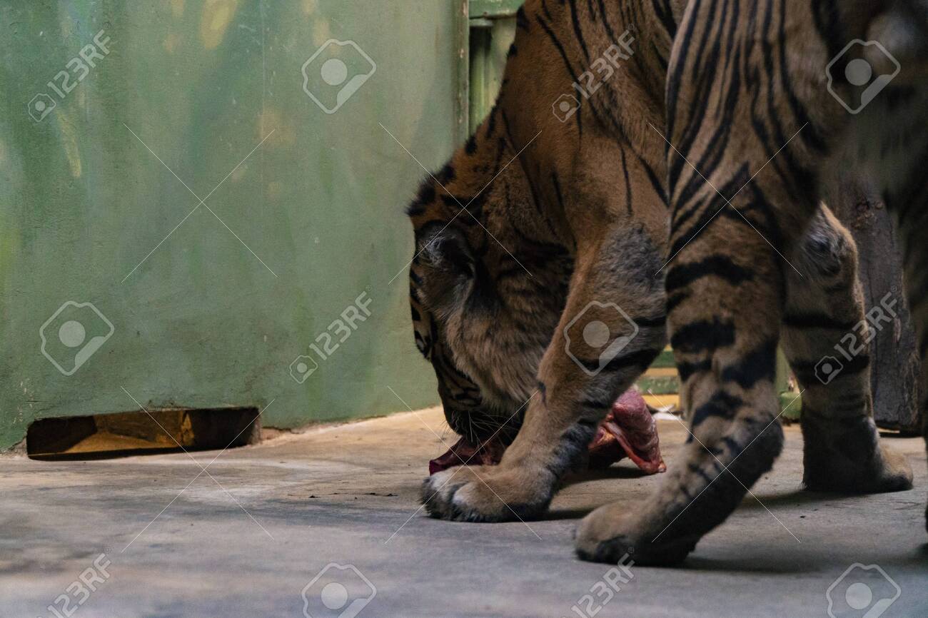 etiam-dictum-ipsum-a-felis