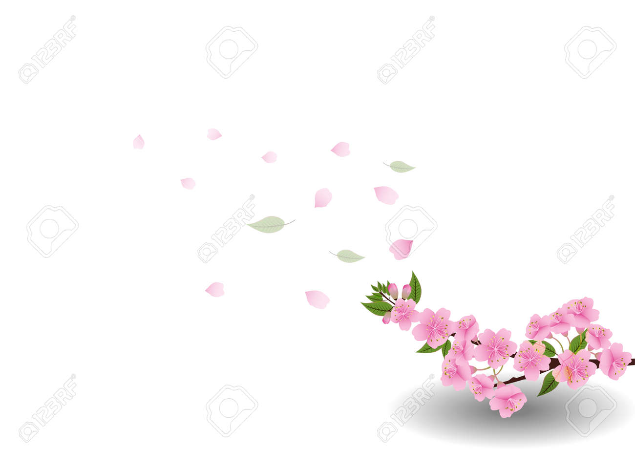 Sakura Fleurs De Fond Fleur De Cerisier Isole Fond Blanc Clip Art Libres De Droits Vecteurs Et Illustration Image Sakura Fleurs De Fond Fleur De Cerisier Isole Fond Blanc Clip Art Libres De Droits Vecteurs Et Illustration Image