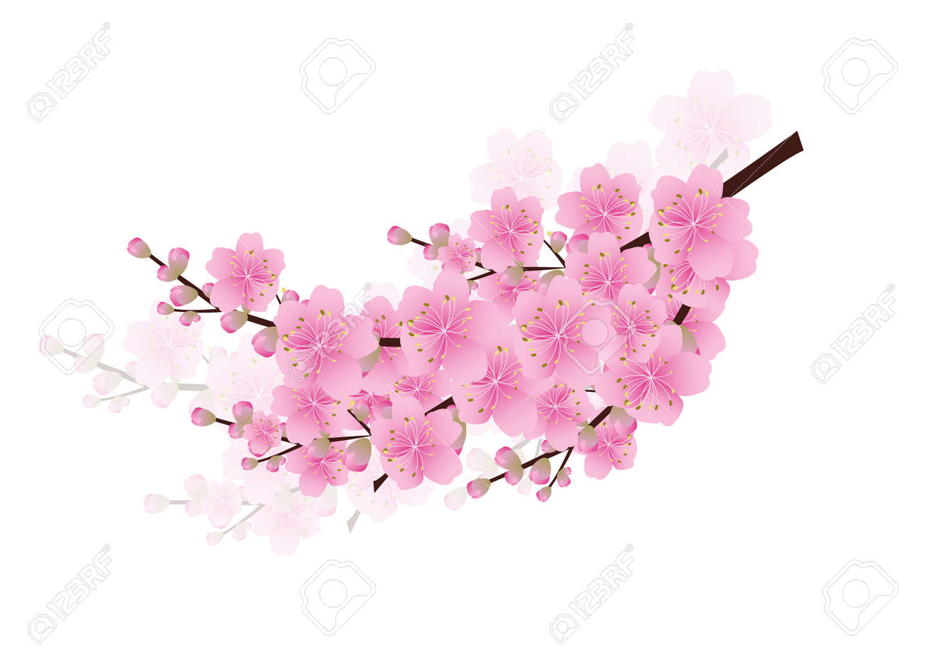 Fleurs Printemps Rose Fond Sakura Fleurs De Cerisier Blanc Avec Fleurs Printemps Rose Fond Sakura Fleurs De Cerisier Blanc Avec