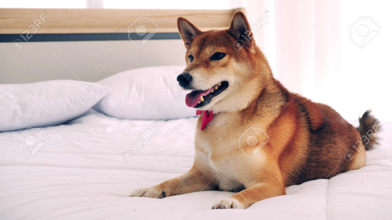 Cute Shiba Inu Dog Lying On A Bed At Home Stock Photo Picture And Royalty Free Image Image