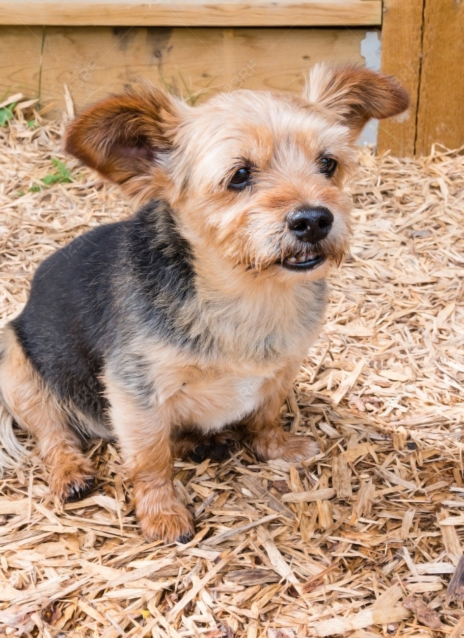 Closeup Of A Terrier Shih Tzu Crossbreed Puppy Dog With Brindle