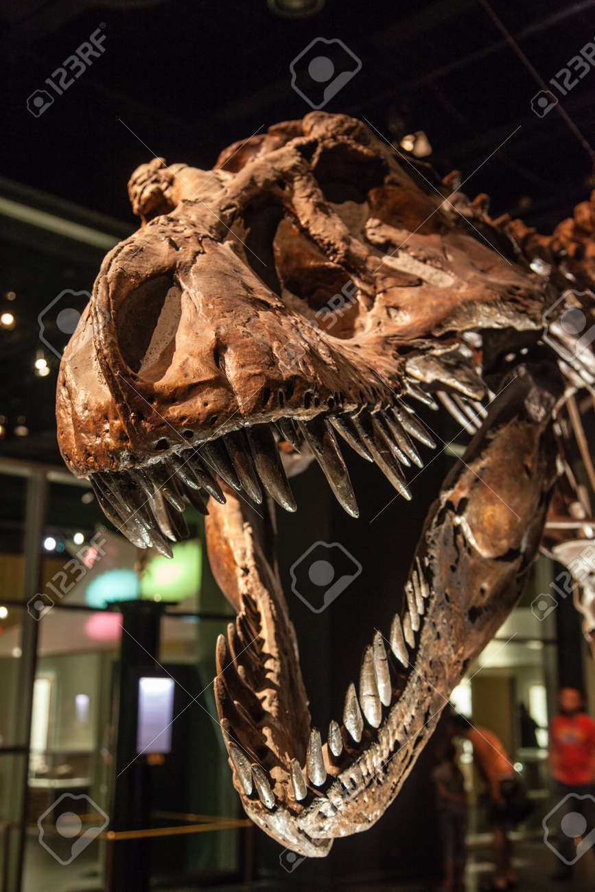 ドラムヘラー カナダ 13年6月15日 カナダのドラムヘラーにあるロイヤルティレル博物館でのt Rex展をクローズアップ 博物館は古生物学の研究で有名で 130 000の化石が残っています の写真素材 画像素材 Image
