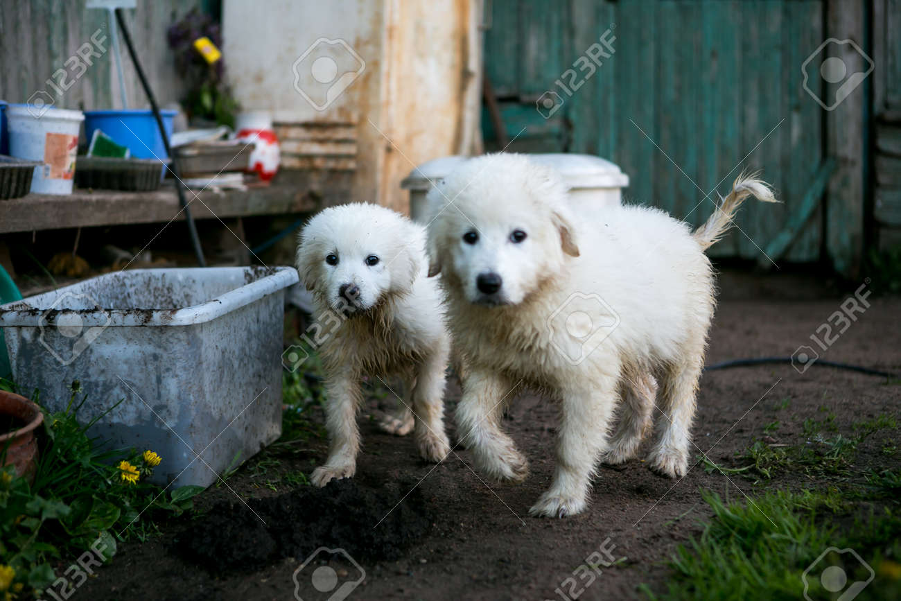 white sheepdog puppy