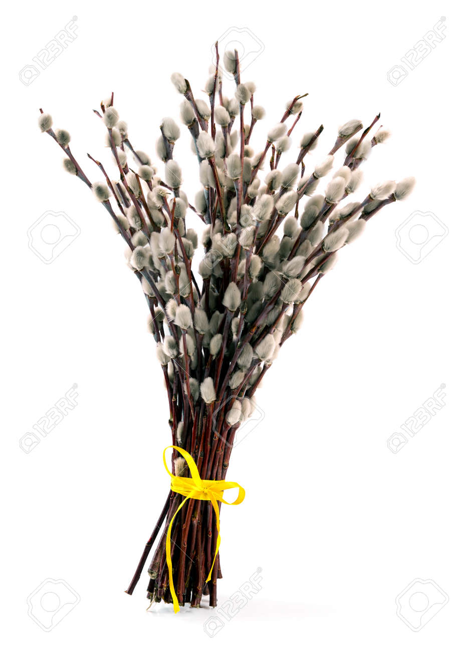 pussy willow bouquet Asleep napping passed sexy sleep sleepin sleeping