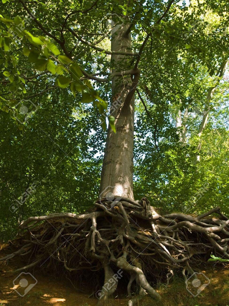 vertical tree with deep twisted spreading roots in a forest stock vertical tree
