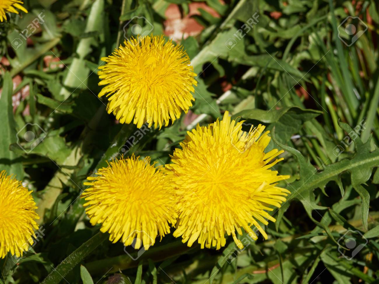 Belle Fleur Jaunes Pissenlit Taraxacum En Gros Plan Banque D Images Et Photos Libres De Droits Image