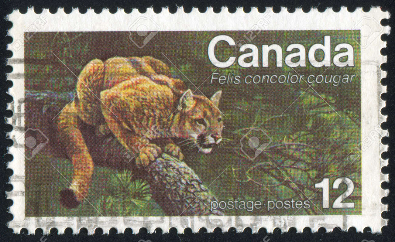 eastern puma canada