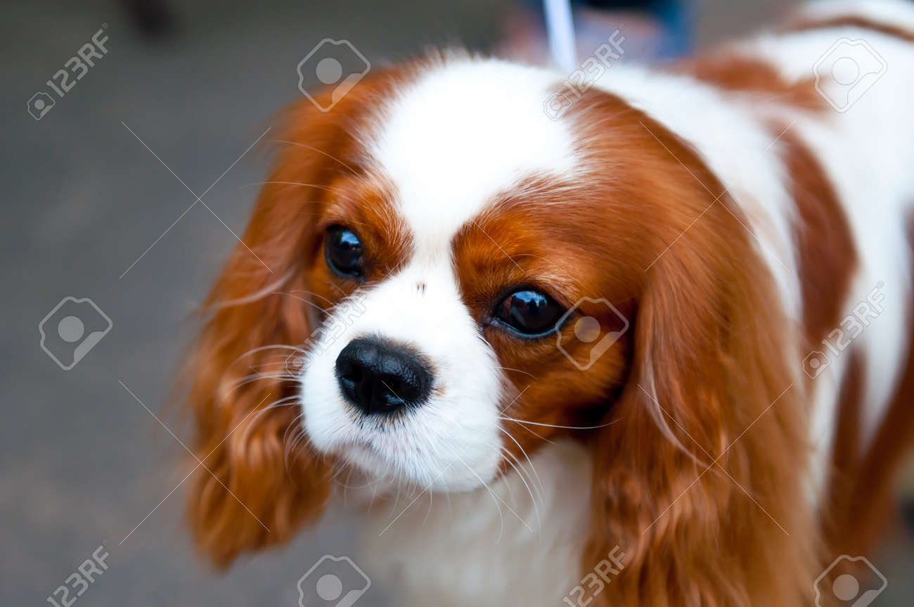 spaniel small breeds
