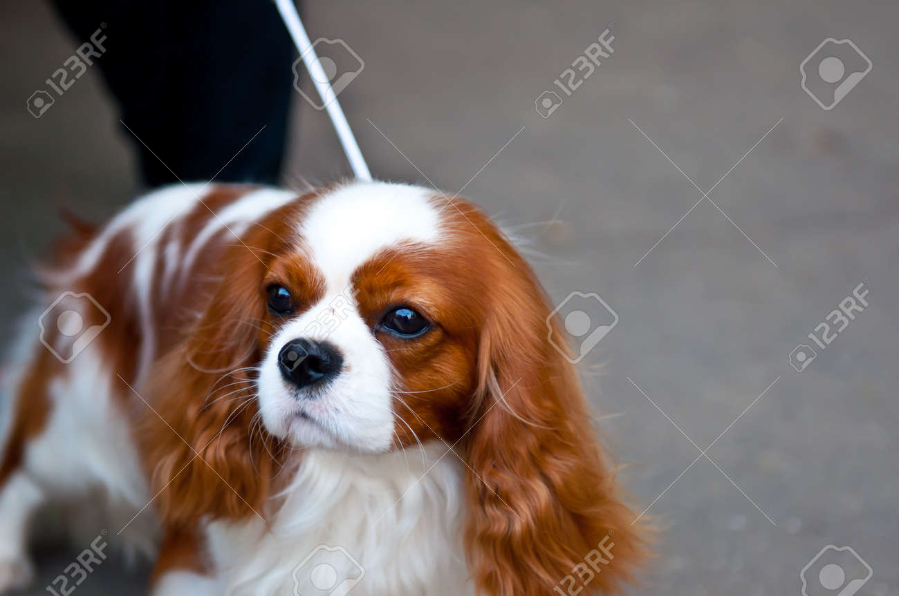 King Charles Spaniel Is A Breed Of 