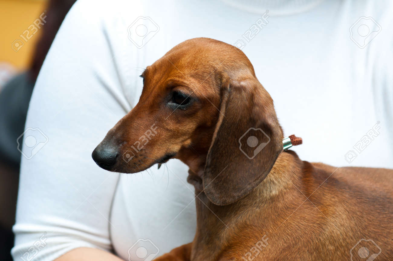 The Dachshund Is A Short Legged Long Bodied Dog Breed Belonging To The Hound Family Stock Photo Picture And Royalty Free Image Image 10821704