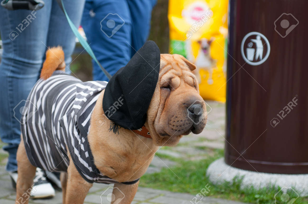 Le Shar Pei Est Une Race De Chien Connu Pour Ses Caractéristiques Distinctives De Rides Profondes Et Une Langue Bleu Noir