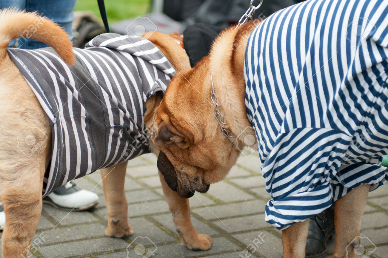 Le Shar Pei Est Une Race De Chien Connu Pour Ses Caractéristiques Distinctives De Rides Profondes Et Une Langue Bleu Noir