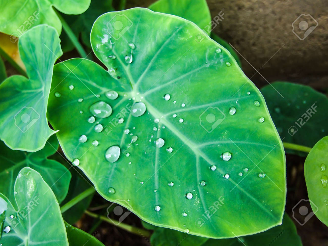 etiam-dictum-ipsum-a-felis