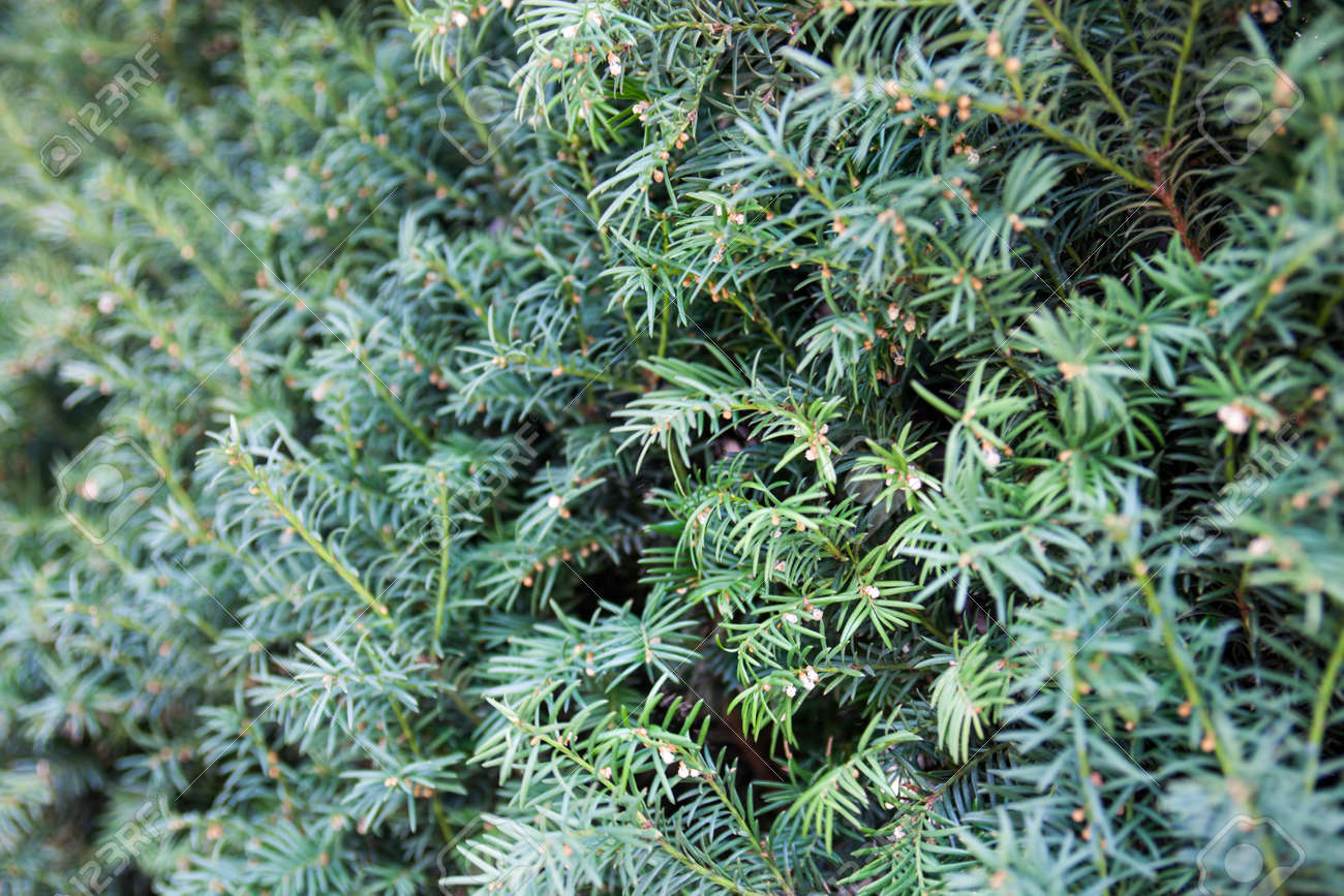ジュニパーの枝 針のような常緑針葉樹林の植物の葉します の写真素材 画像素材 Image
