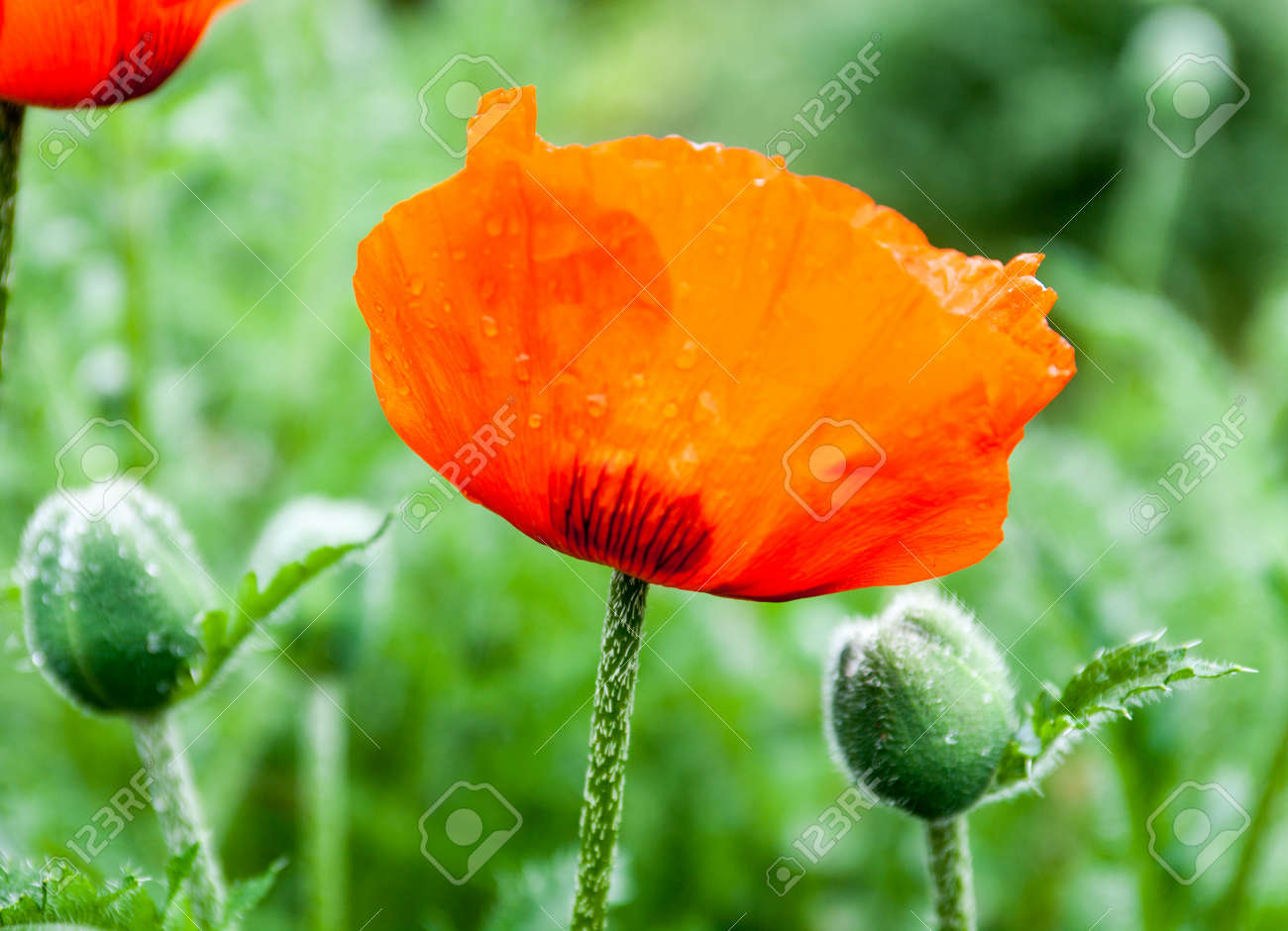 Nahaufnahme Der Bluhenden Roten Mohnblumen Und Mohnknospen Mit Tautropfen Lizenzfreie Fotos Bilder Und Stock Fotografie Image 32123007
