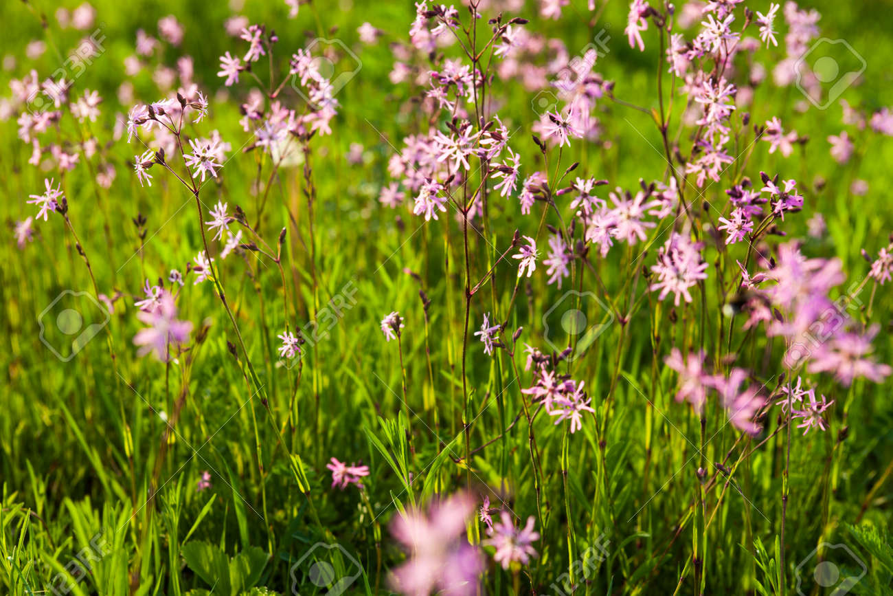 Ragged Robin Lychnis Fleur De Coucou Fleurs Dans La Verte Prairie D Ete Banque D Images Et Photos Libres De Droits Image 39202744