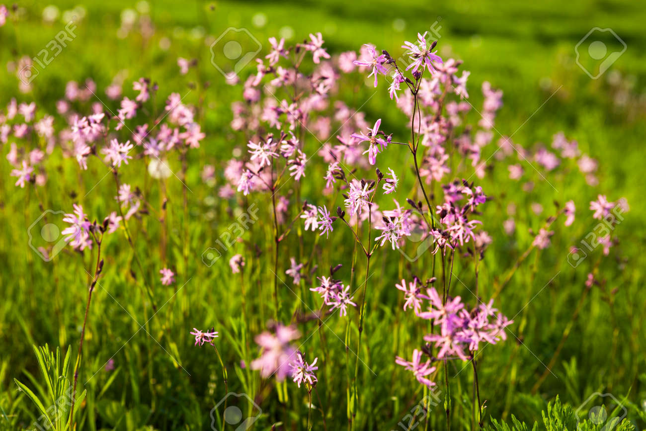Ragged Robin Lychnis Fleur De Coucou Fleurs Dans La Verte Prairie D Ete Banque D Images Et Photos Libres De Droits Image 40336251
