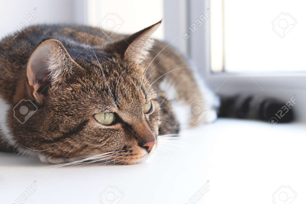 etiam-dictum-ipsum-a-felis