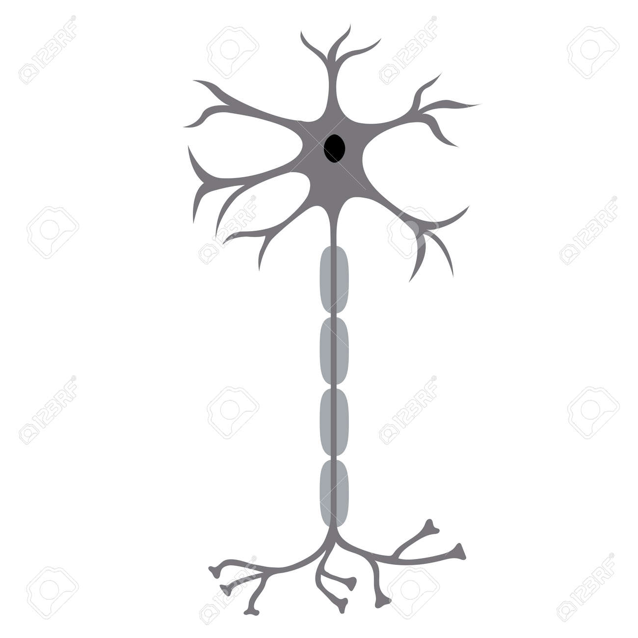 Nervenzelle Neuron Isoliert Auf Weissem Hintergrund Lizenzfrei Nutzbare Vektorgrafiken Clip Arts Illustrationen Image