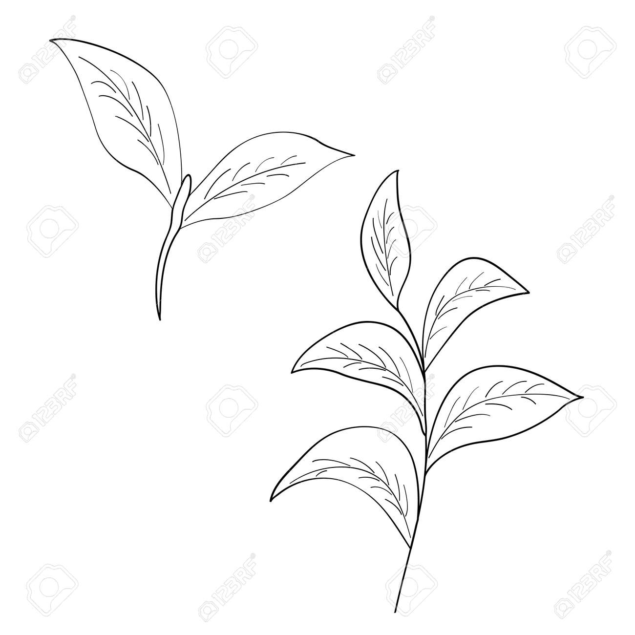 緑茶葉の図 ブランチ有機手ドローイング デッサン 白い背景で隔離 のイラスト素材 ベクタ Image