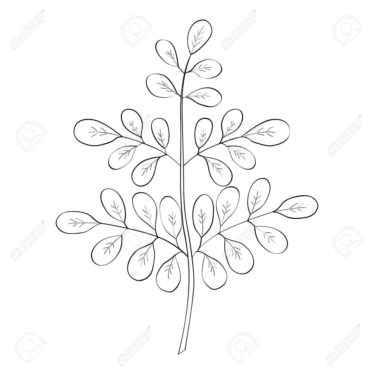 モリンガを提供しました 薬用植物 手描き植物スケッチ イラスト のイラスト素材 ベクタ Image