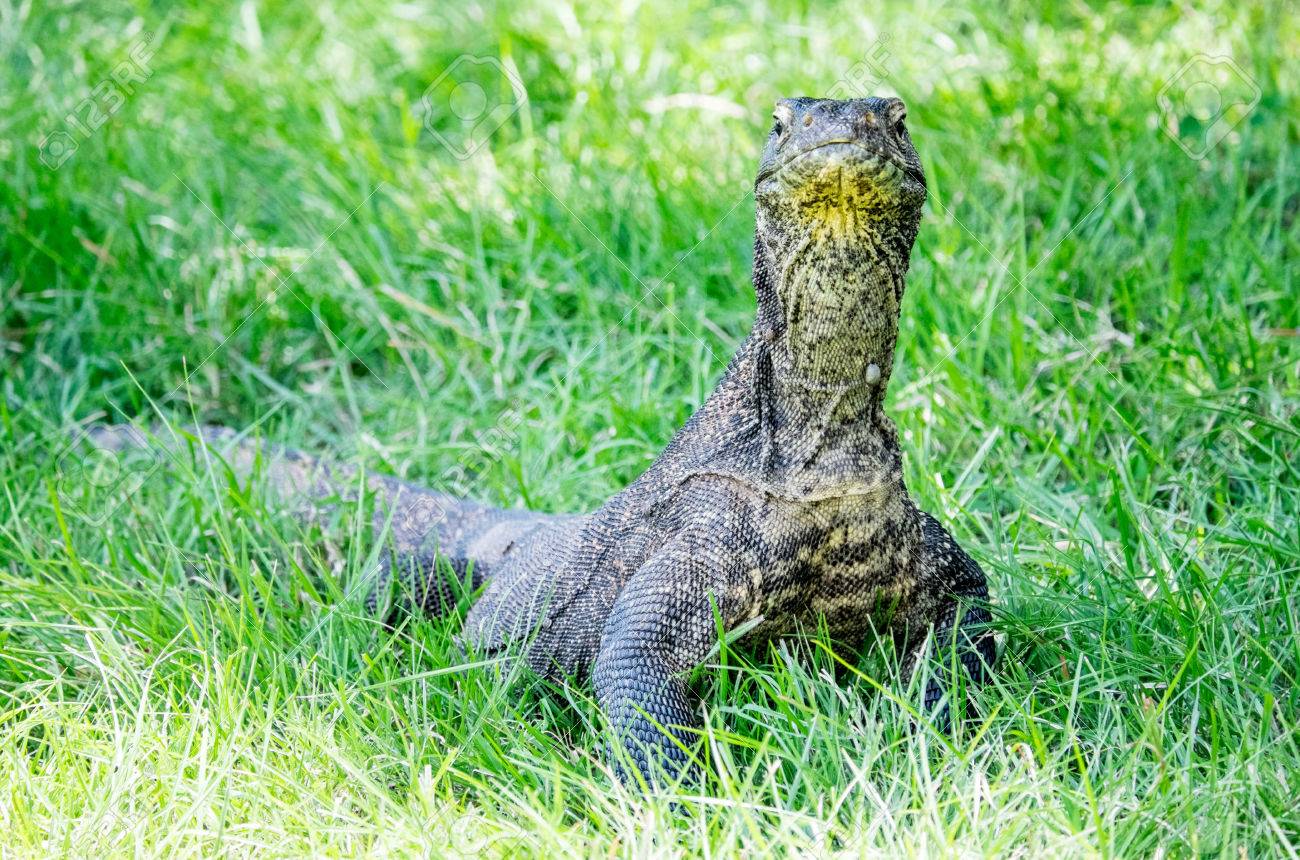 草 リンチャ島 インドネシアでアダルト コモドドラゴン 立っている の写真素材 画像素材 Image