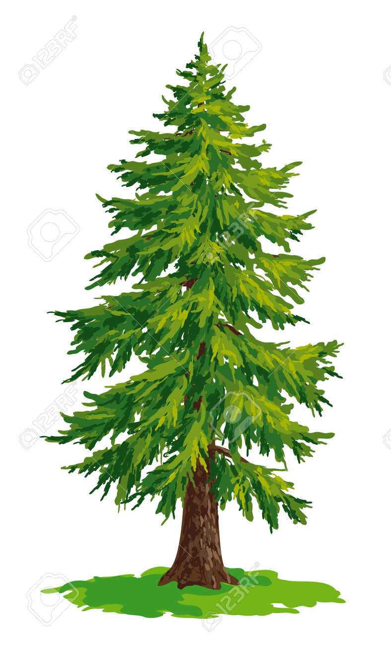 Vector Drawing Of Fir Tree
