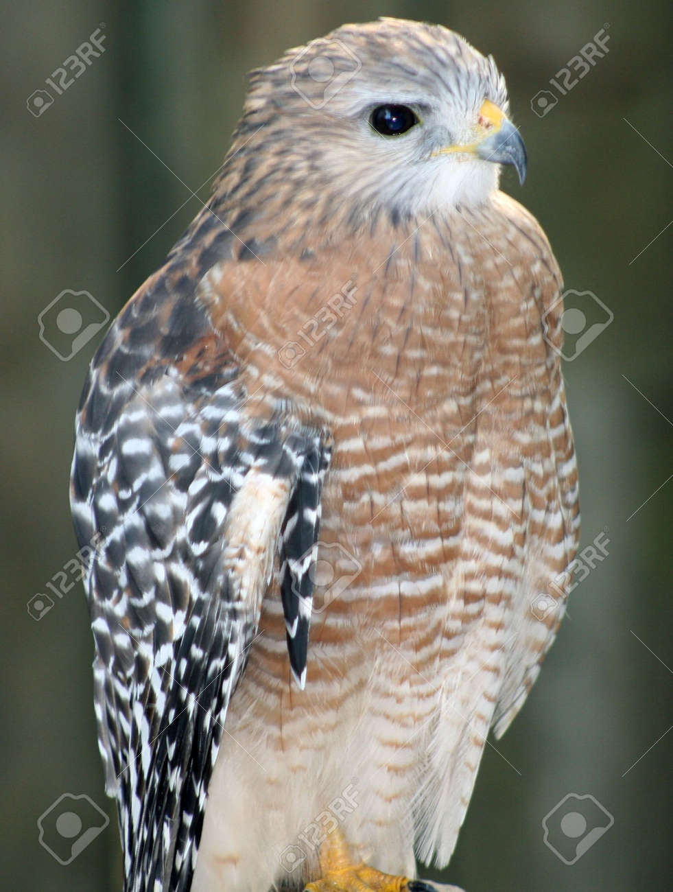 etiam-dictum-ipsum-a-felis