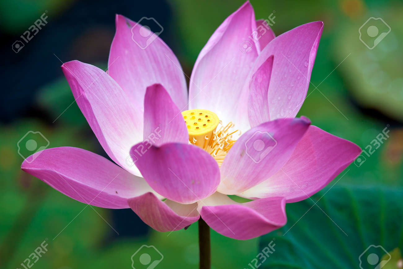 蓮の花 ウブド バリ インドネシア の写真素材 画像素材 Image