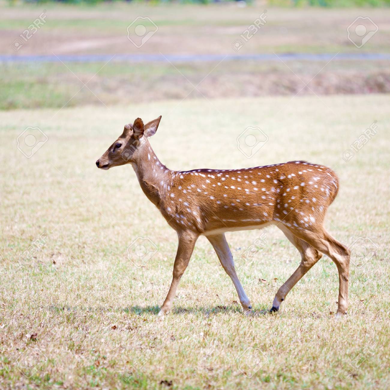 かわいい鹿公園 インドネシアで の写真素材 画像素材 Image