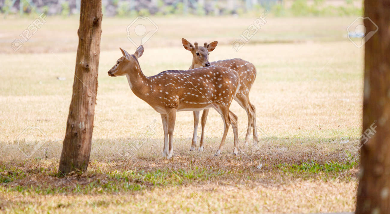 鹿公園 インドネシアでのかわいいペア の写真素材 画像素材 Image
