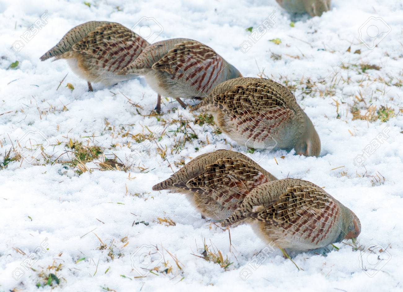 冬枯れの野に食べ物を求めて野生の灰色ヤマウズラのグループ の写真素材 画像素材 Image 冬枯れの野に食べ物を求めて野生の灰色ヤマウズラのグループ の写真素材 画像素材 Image