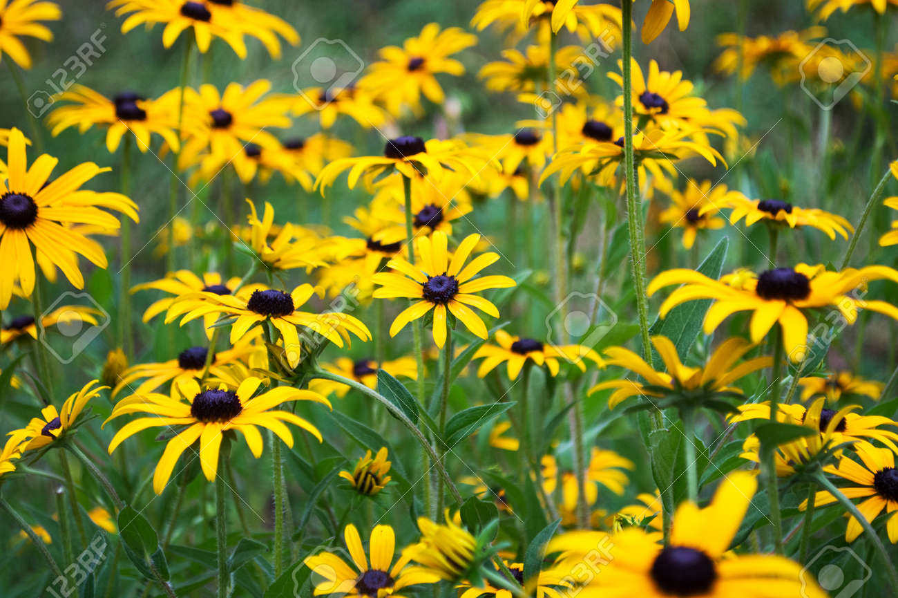 ルドベキアの花 庭でルドベッキアホトトギス 自然の情景 の写真素材 画像素材 Image