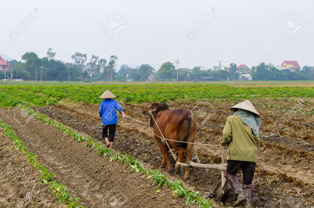 農家は田んぼを耕牛を使用します 水稲 田園地帯や農村ベトナムの耕すことバッファローを使用しているアジア人 の写真素材 画像素材 Image