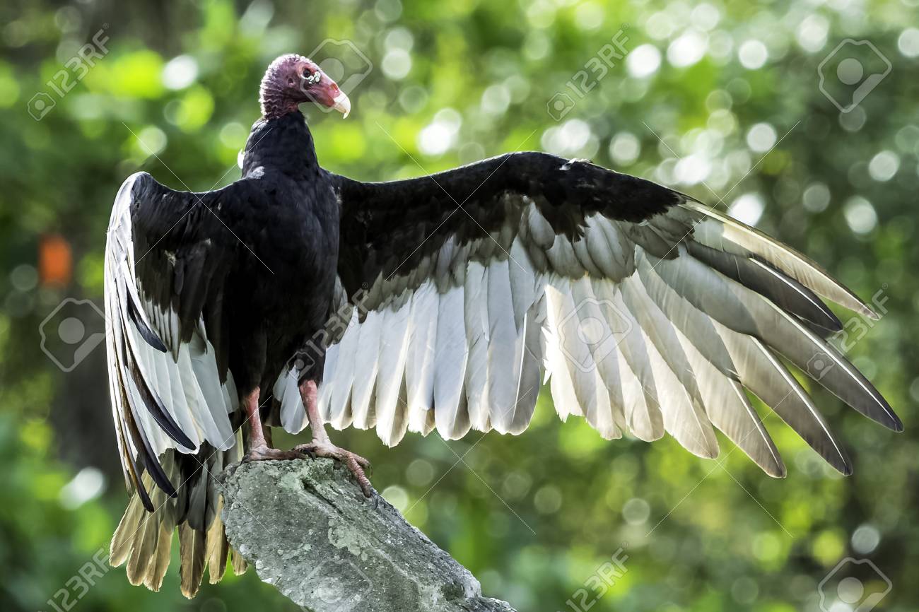 The Turkey Vulture Cathartes Aura Also Known As The Turkey Stock Photo Picture And Royalty Free Image Image 103790316