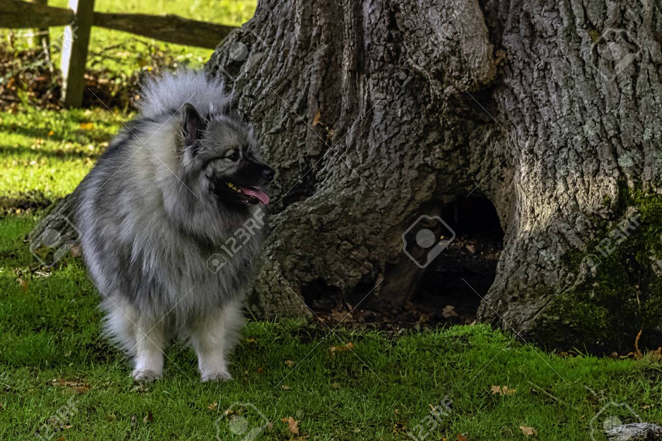black keeshond