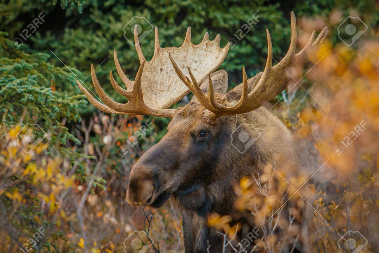 アラスカ ・ デナリ国立公園ではムース牛の写真素材・画像素材 Image