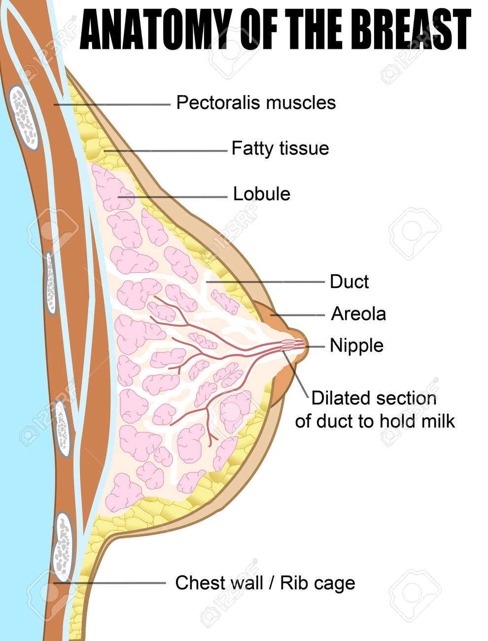 female breast parts Fuck her in the pussy