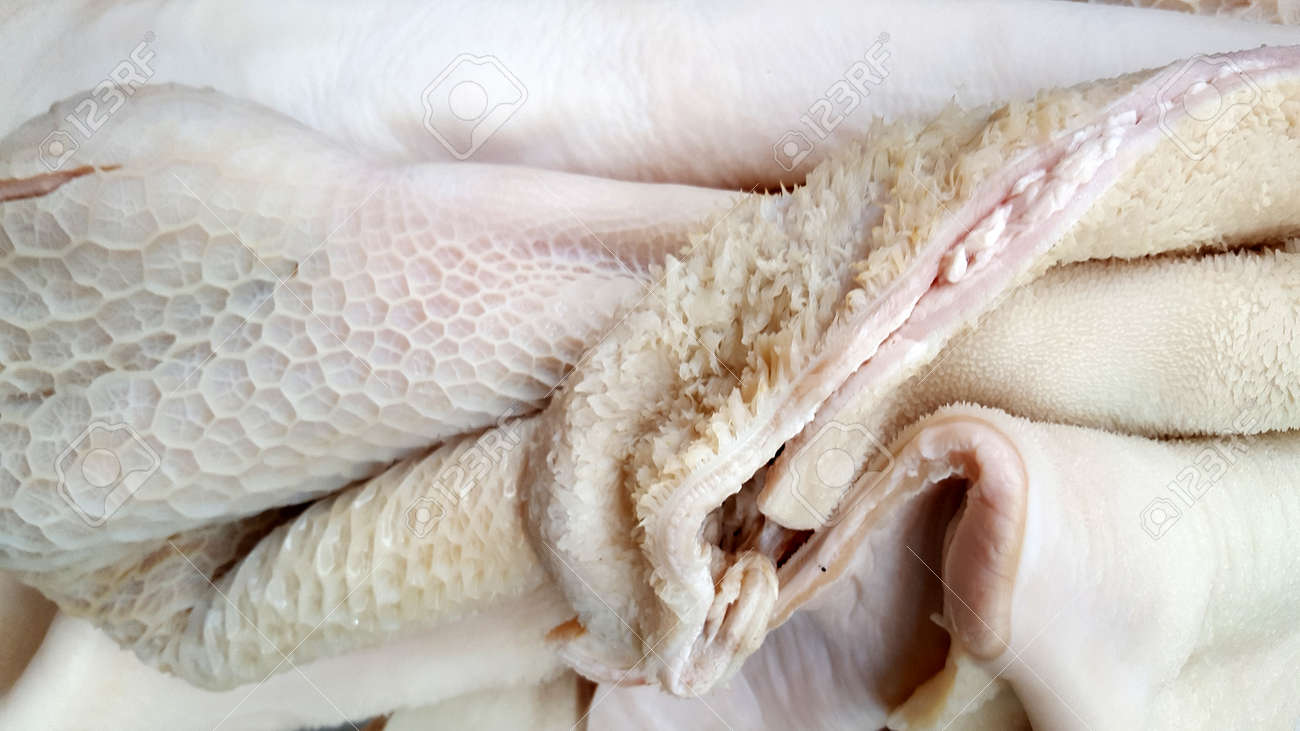 raw tripe