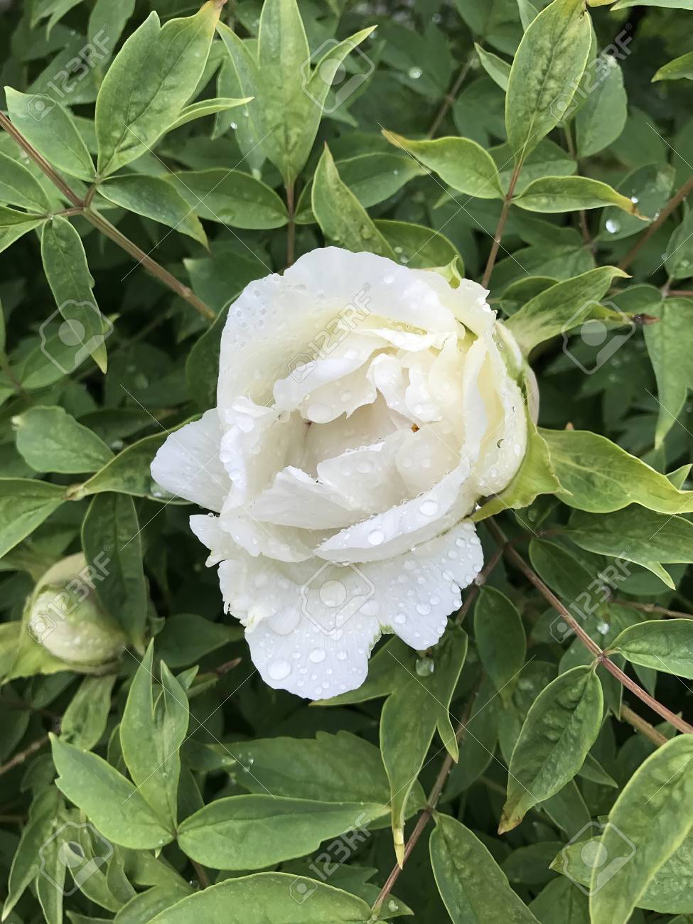 Pivoine Blanche Ressemblant à Un Arbre Fleurit Dans Le Jardin
