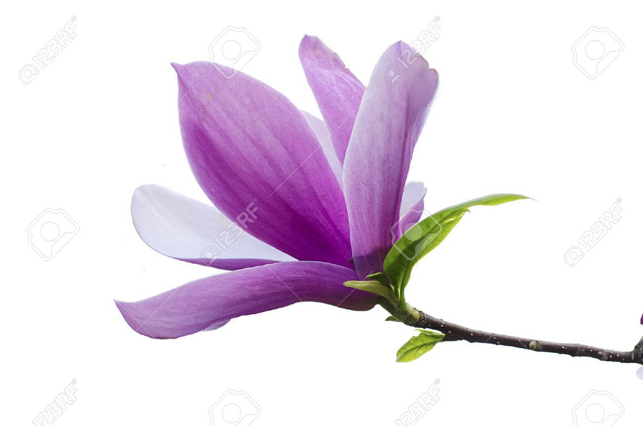 magnolia flower stock photo picture and royalty free image image