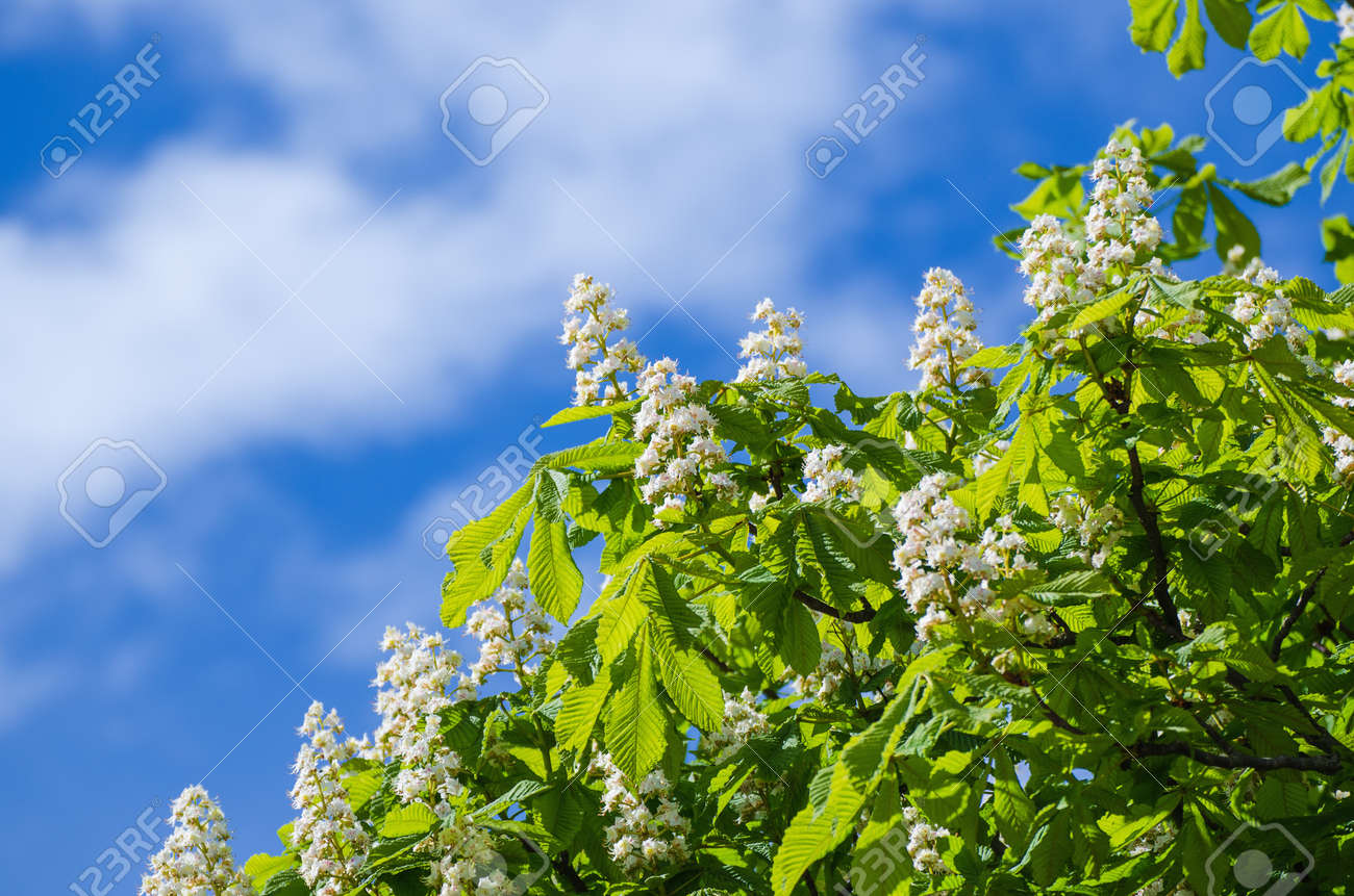 青い空 季節の花の背景に対して開花の春の花と栗の木 の写真素材 画像素材 Image